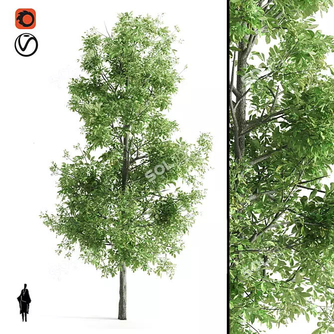 Premium Sorrel Tree: High Quality & Tall 3D model image 1