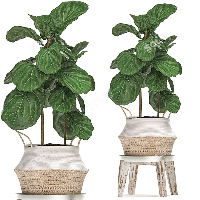 Tropical Plant Collection: Ficus, Howea, Kentia & More 3D model image 3