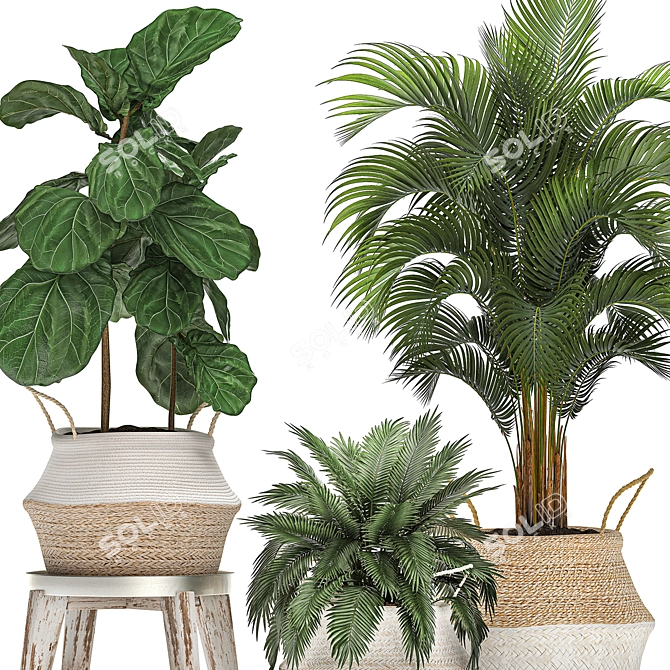 Tropical Plant Collection: Ficus, Howea, Kentia & More 3D model image 4
