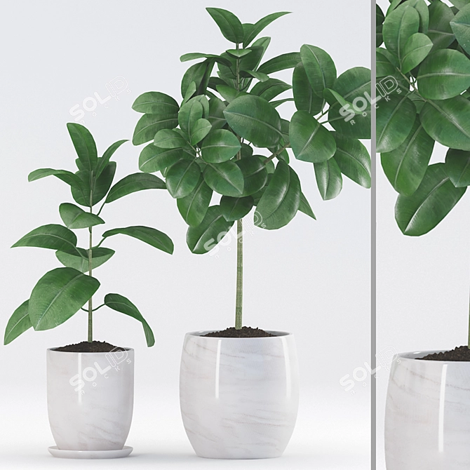 Rubber Plants with Ceramic Pot | 3D Max & fbx Files 3D model image 1