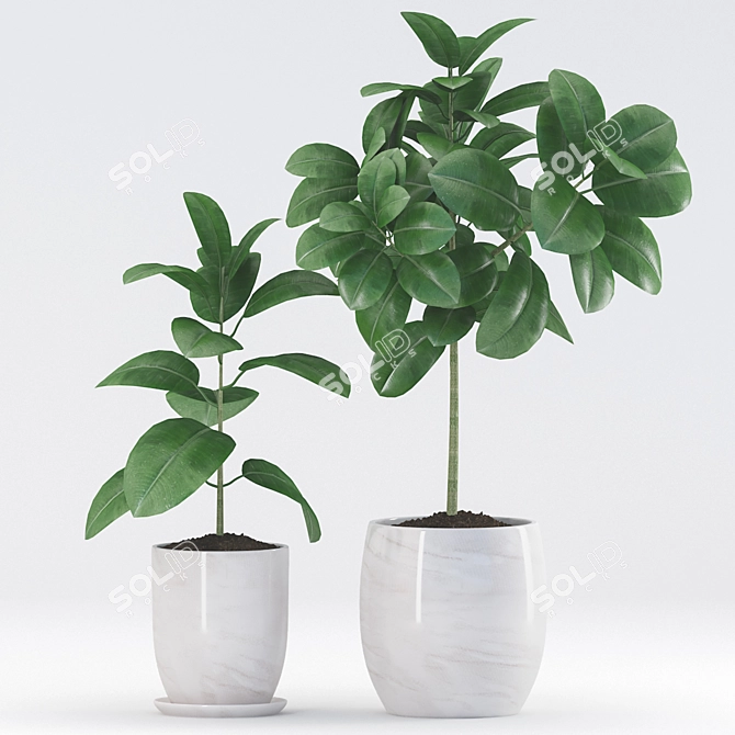 Rubber Plants with Ceramic Pot | 3D Max & fbx Files 3D model image 2