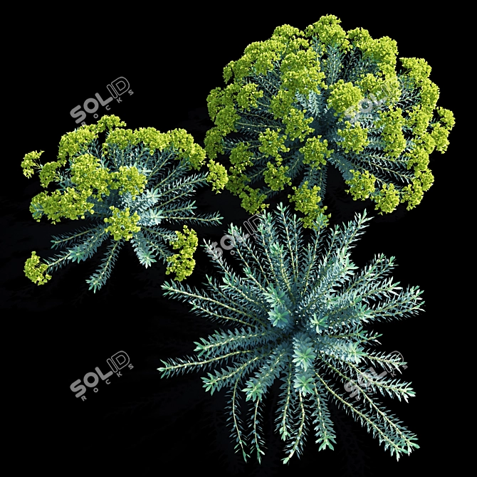 Euphorbia Myrsinites: Dazzling Vertex Colors 3D model image 1