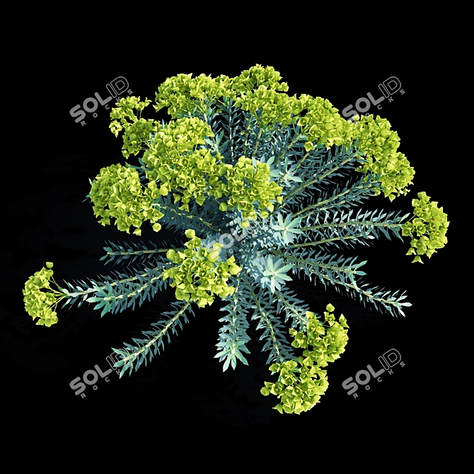 Euphorbia Myrsinites: Dazzling Vertex Colors 3D model image 3