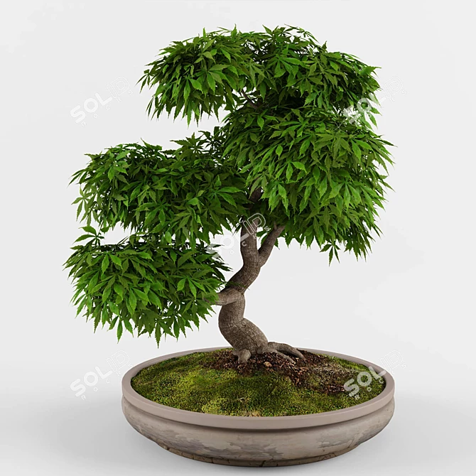 Zen Garden Bonsai Maple Tree 3D model image 1