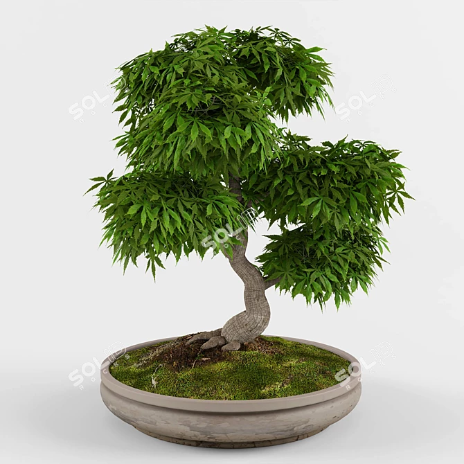 Zen Garden Bonsai Maple Tree 3D model image 2