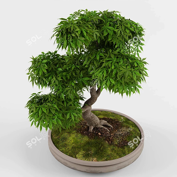 Zen Garden Bonsai Maple Tree 3D model image 3