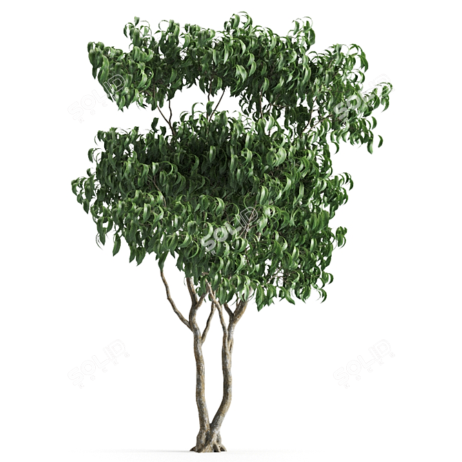 Versatile Leafy Green: Plant 58H 3D model image 1