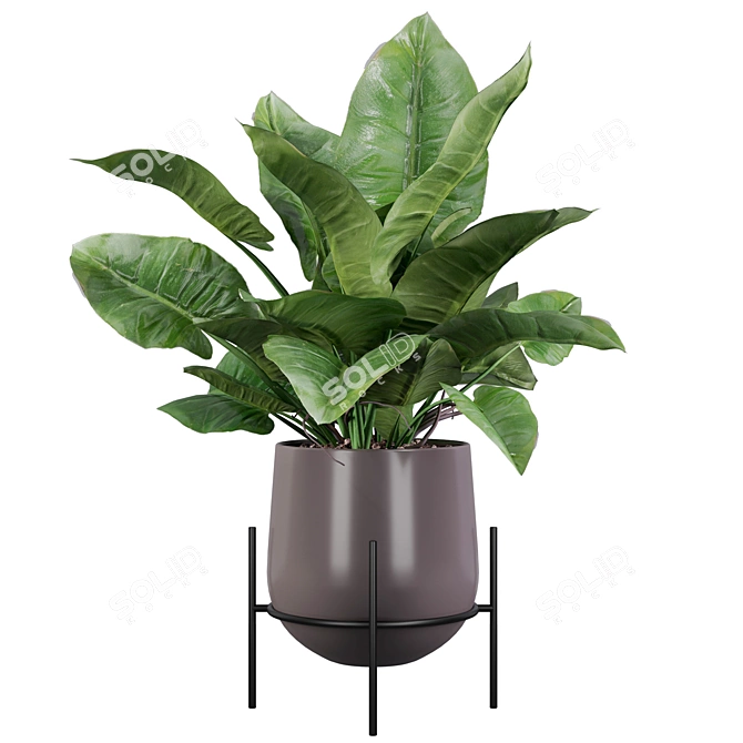 Lush Green Majesty - Philodendron Imperial Green 3D model image 1