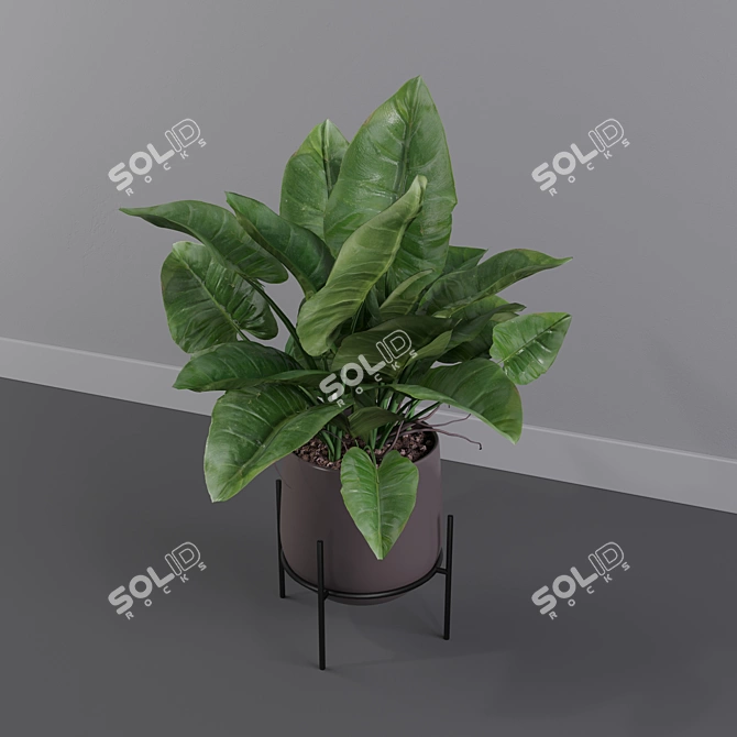 Lush Green Majesty - Philodendron Imperial Green 3D model image 4