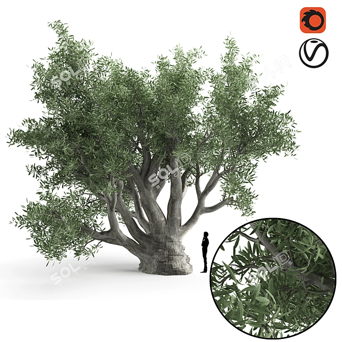 820 CM Olive Tree 3D model image 1