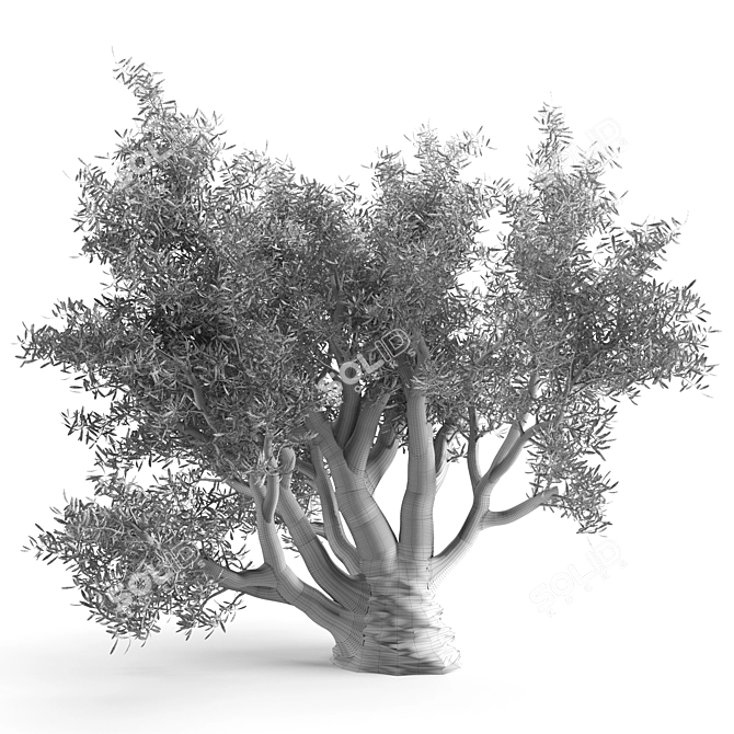 820 CM Olive Tree 3D model image 2