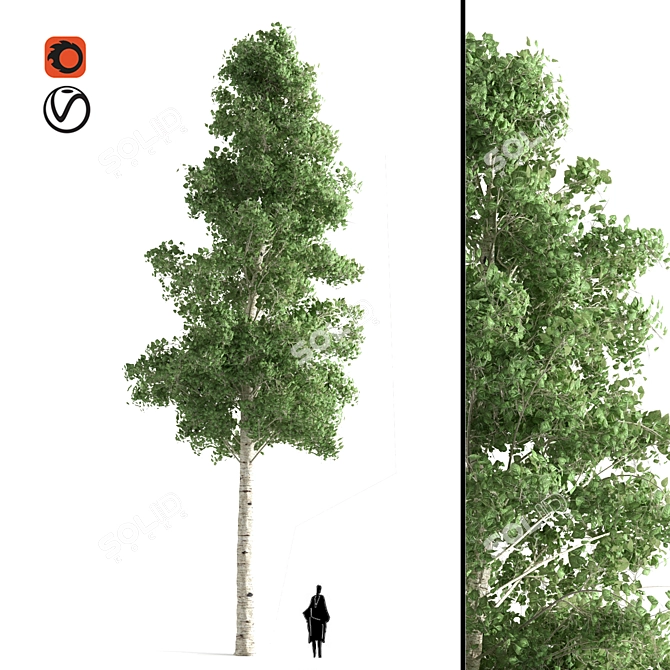 Quaking Aspen: Vibrant Nature's Beauty 3D model image 1