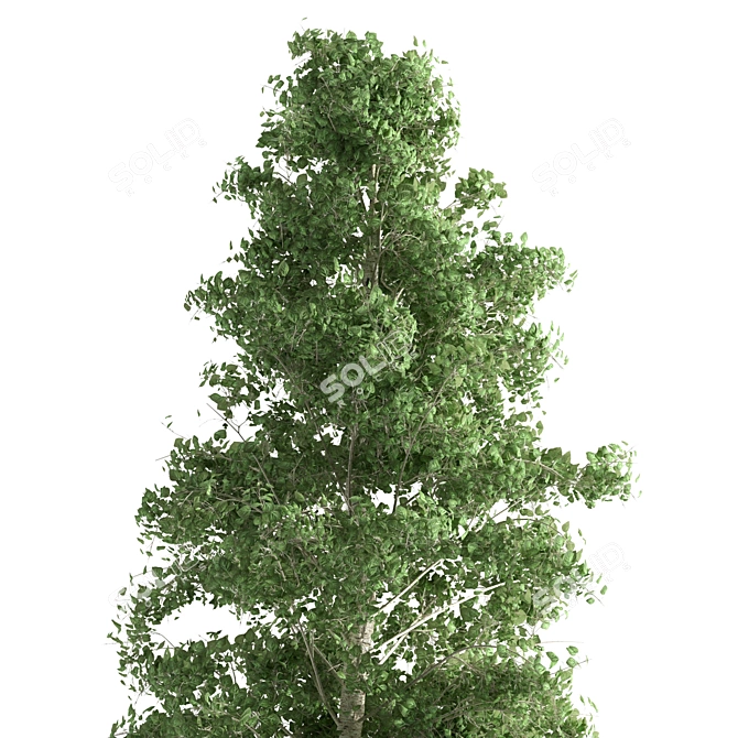 Quaking Aspen: Vibrant Nature's Beauty 3D model image 4