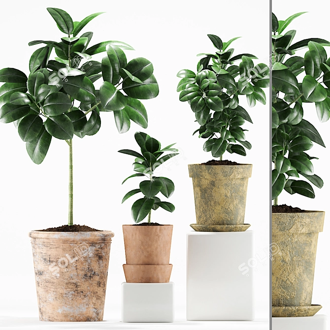 Vintage Rubber Plant in Mud Pot 3D model image 1