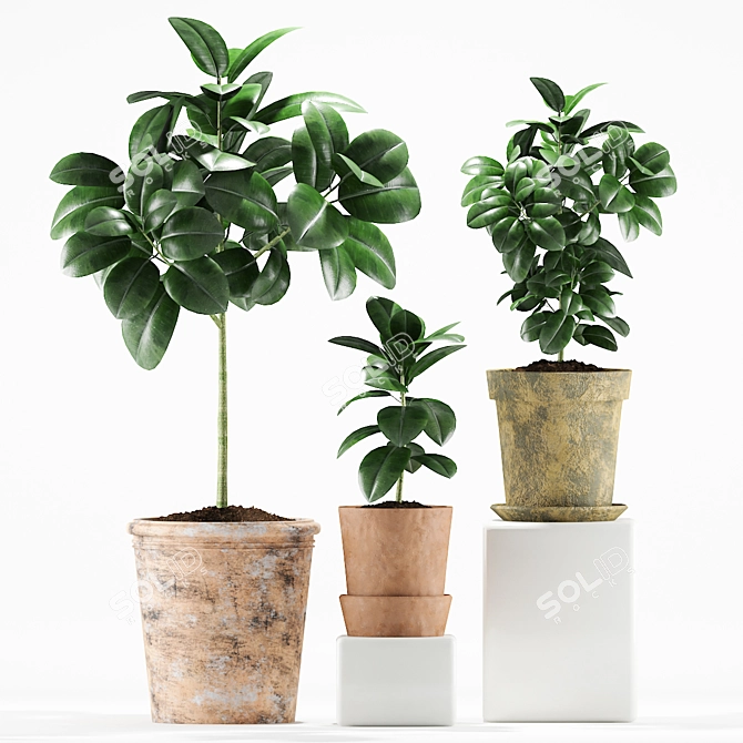 Vintage Rubber Plant in Mud Pot 3D model image 2