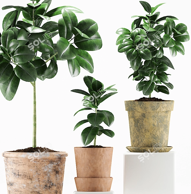 Vintage Rubber Plant in Mud Pot 3D model image 3