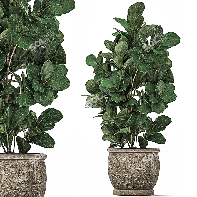 Exotic Plant Collection: Tropical Ficus Lyrata in Classic Vases 3D model image 1