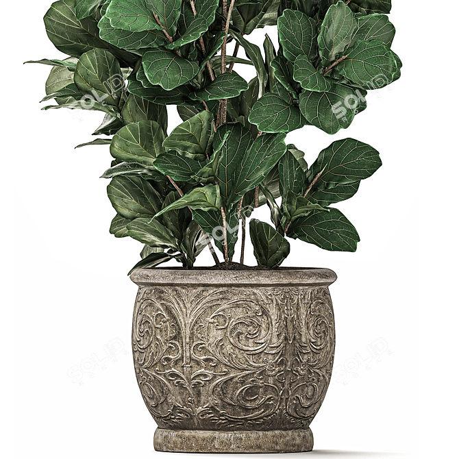 Exotic Plant Collection: Tropical Ficus Lyrata in Classic Vases 3D model image 2