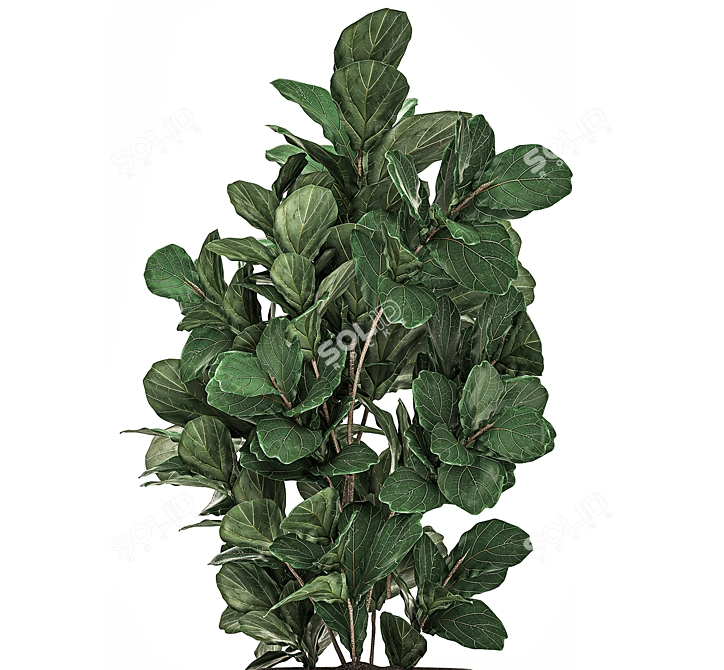 Exotic Plant Collection: Tropical Ficus Lyrata in Classic Vases 3D model image 3