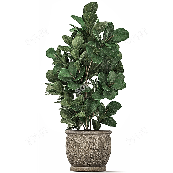 Exotic Plant Collection: Tropical Ficus Lyrata in Classic Vases 3D model image 4