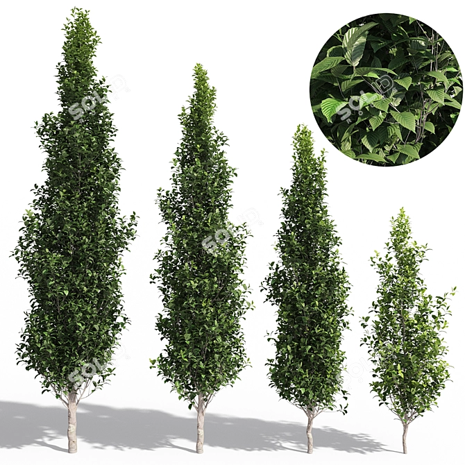 Carpinus Fastigiata: Tall, Compact, and Elegant 3D model image 1