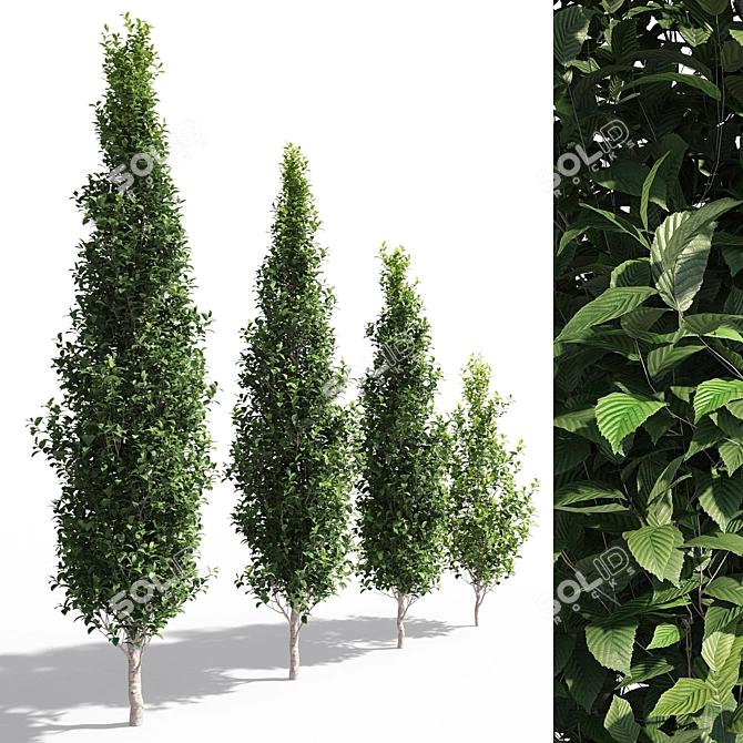 Carpinus Fastigiata: Tall, Compact, and Elegant 3D model image 2