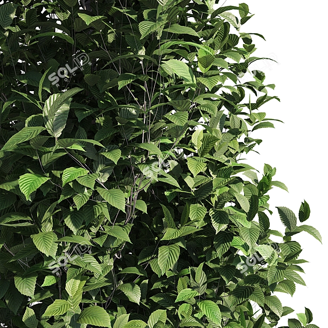 Carpinus Fastigiata: Tall, Compact, and Elegant 3D model image 3