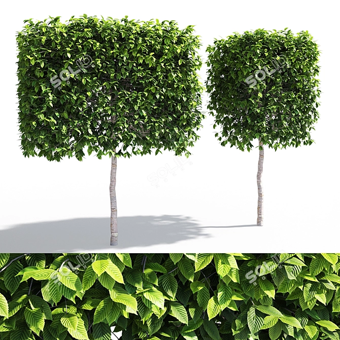 Fastigiate Carpinus Pyramid Hedge - 2m Height 3D model image 1