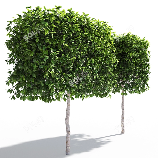 Fastigiate Carpinus Pyramid Hedge - 2m Height 3D model image 3