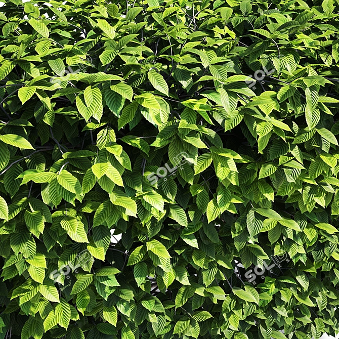 Fastigiate Carpinus Pyramid Hedge - 2m Height 3D model image 4