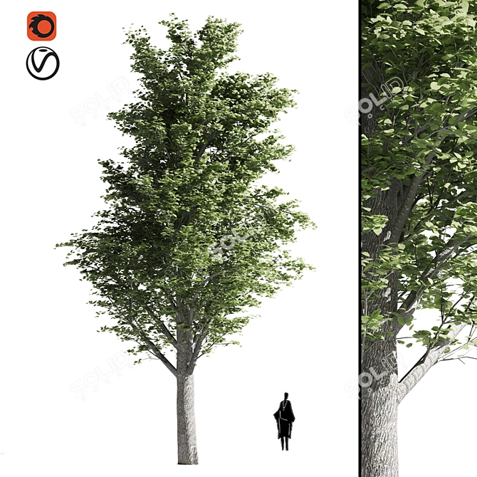 Temperate Tilia Trees 3D model image 1