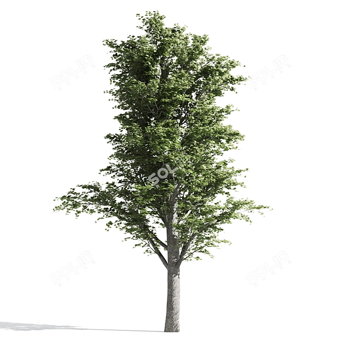 Temperate Tilia Trees 3D model image 2