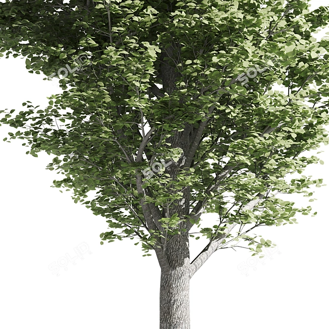 Temperate Tilia Trees 3D model image 3