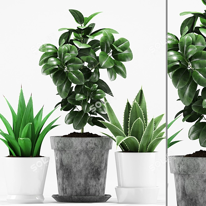 Tropical Pot Plants Set 3D model image 1