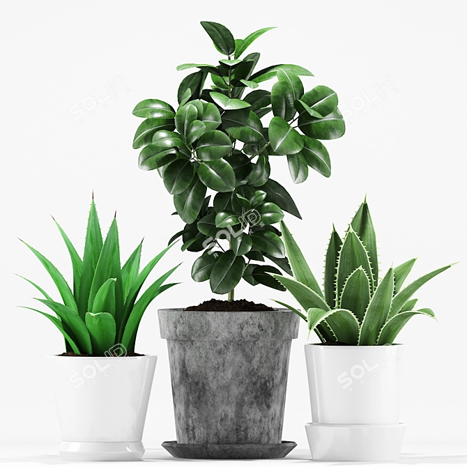 Tropical Pot Plants Set 3D model image 2