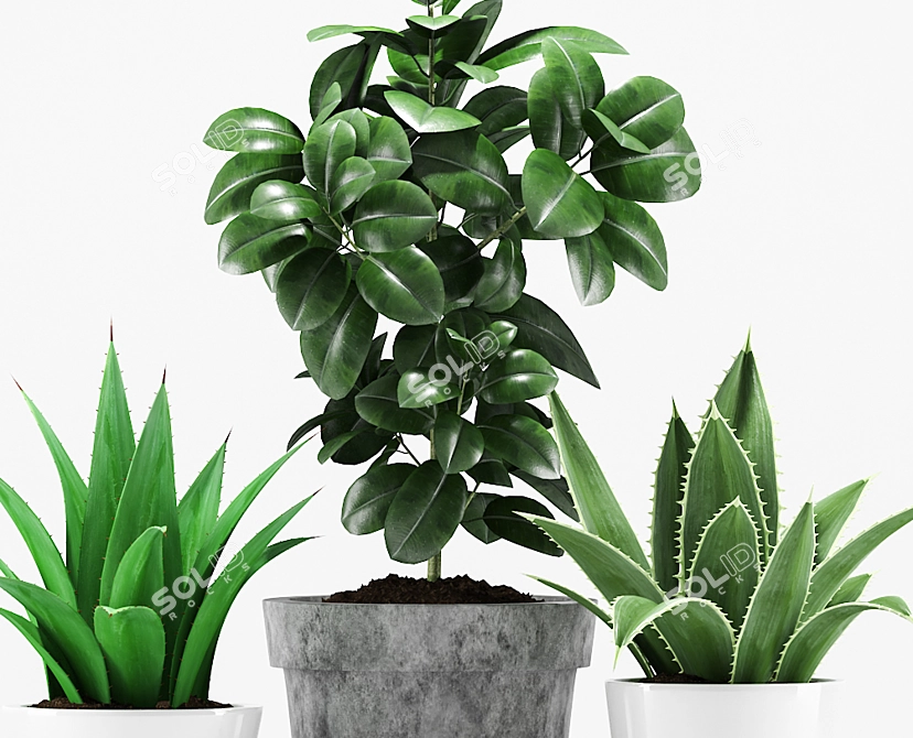 Tropical Pot Plants Set 3D model image 3