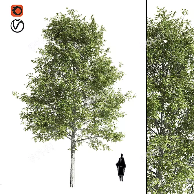 Premium Oak Tree: Majestic and Timeless 3D model image 1