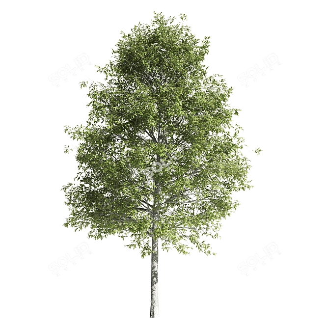 Premium Oak Tree: Majestic and Timeless 3D model image 2