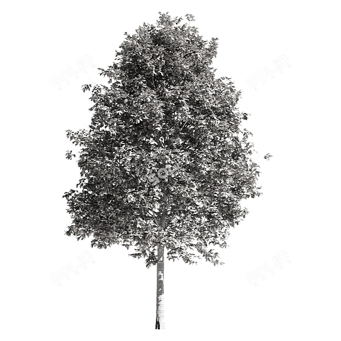 Premium Oak Tree: Majestic and Timeless 3D model image 3