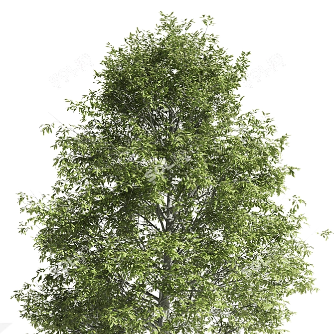 Premium Oak Tree: Majestic and Timeless 3D model image 4