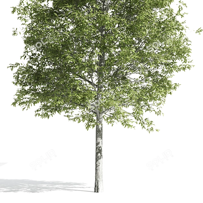 Premium Oak Tree: Majestic and Timeless 3D model image 5