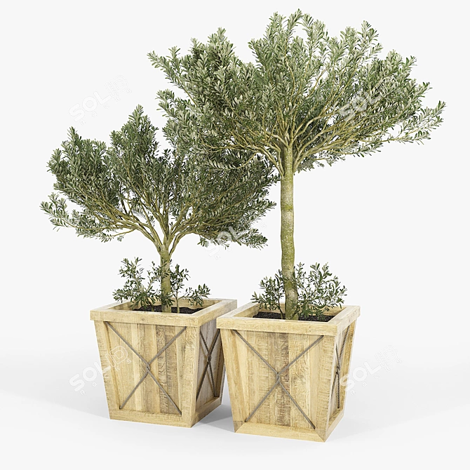 Olea Europaea 3D Model Bundle 3D model image 1