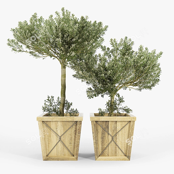 Olea Europaea 3D Model Bundle 3D model image 2