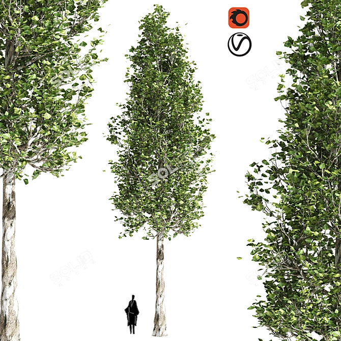 Premium Populus Collection 3D model image 1