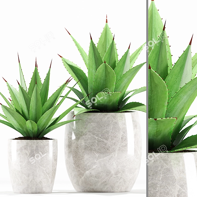 Agave angustifolia w/ Ceramic Pot 3D model image 1