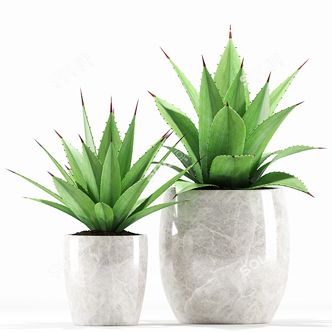 Agave angustifolia w/ Ceramic Pot 3D model image 2