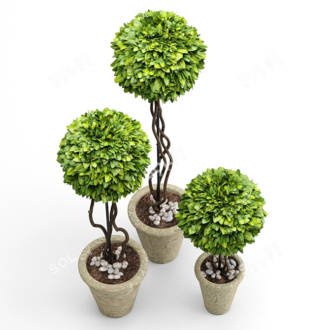 Title: Artificial Boxwood Potted Plant 3D model image 3