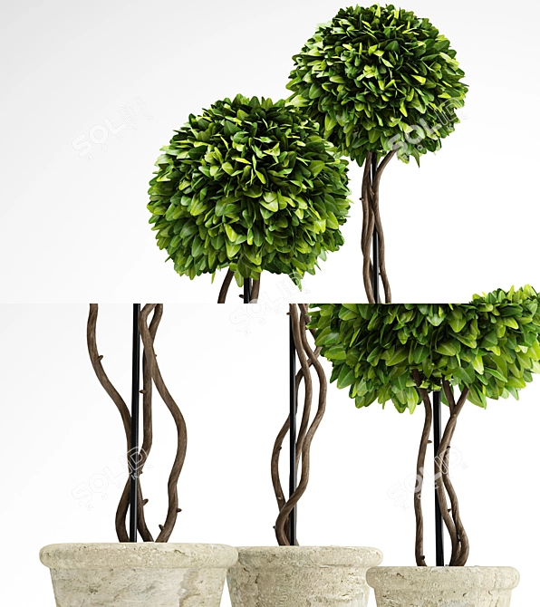 Title: Artificial Boxwood Potted Plant 3D model image 4