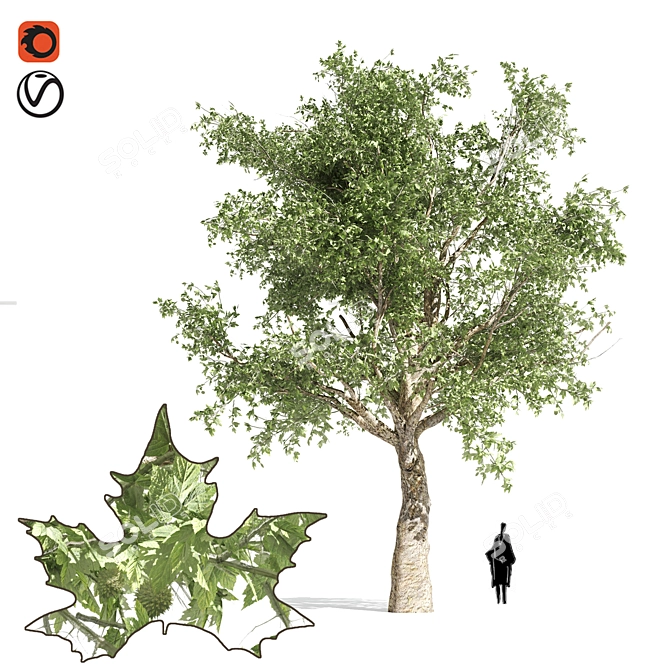 Lush Shade Provider 3D model image 1