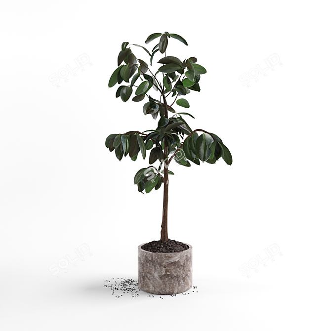 4ft Ficus Plant: 3D Model 3D model image 1